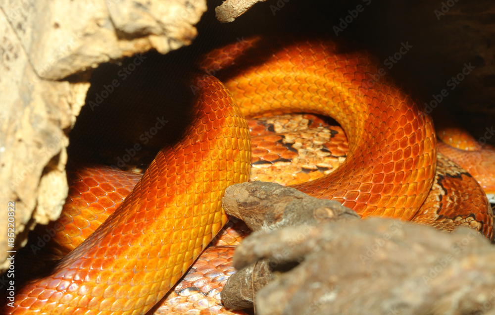 Fototapeta premium close up corn snake skin Hidden in cave