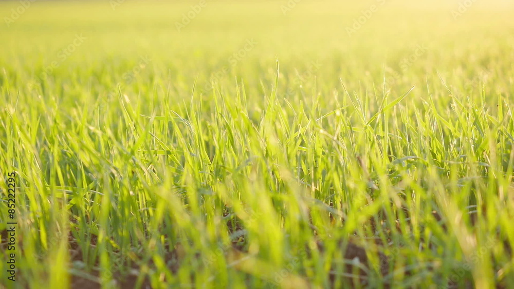 Green field of young wheat
