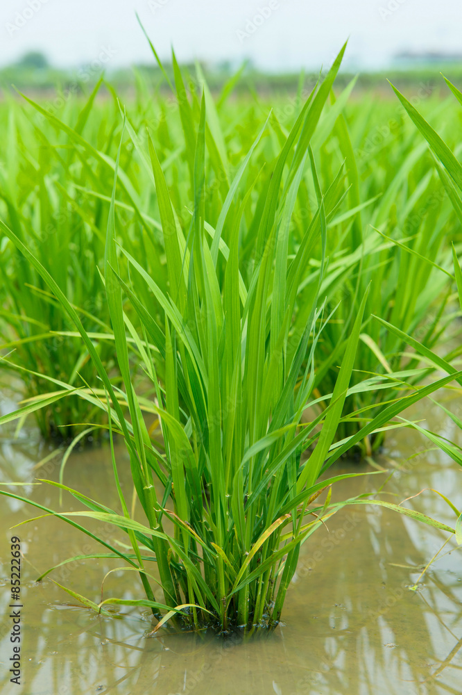 Obraz premium Young green rice.