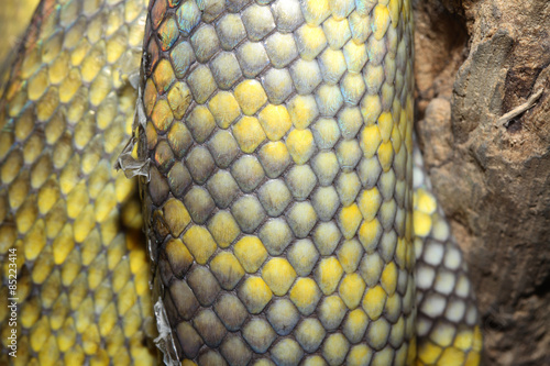 Moluccan Python snake skin photo