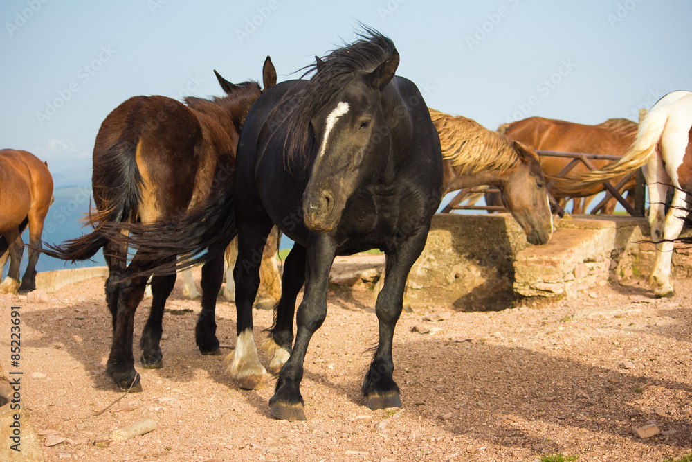 Obraz premium Immagine di cavalli selvaggi al vento