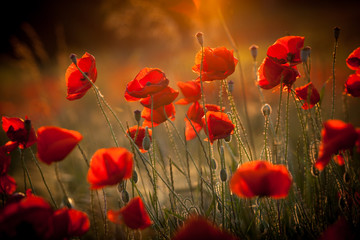Papier peint photo Coquelicots Coquelicots vibrants au cœur des champs  © annebe