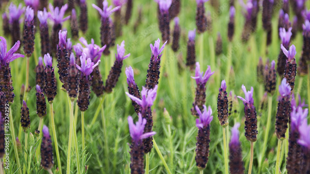 Obraz premium Lavender