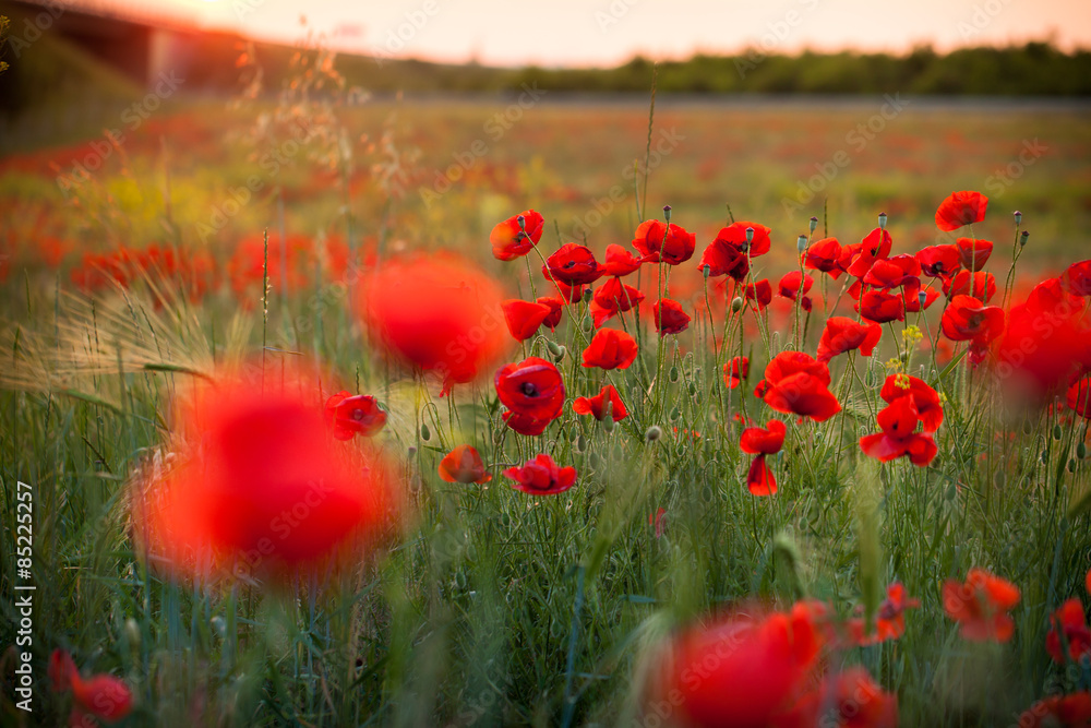 Fototapeta premium Mohnfeld