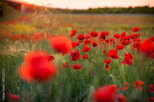 Fototapeta Naklejka Na Ścianę i Meble -  Mohnfeld