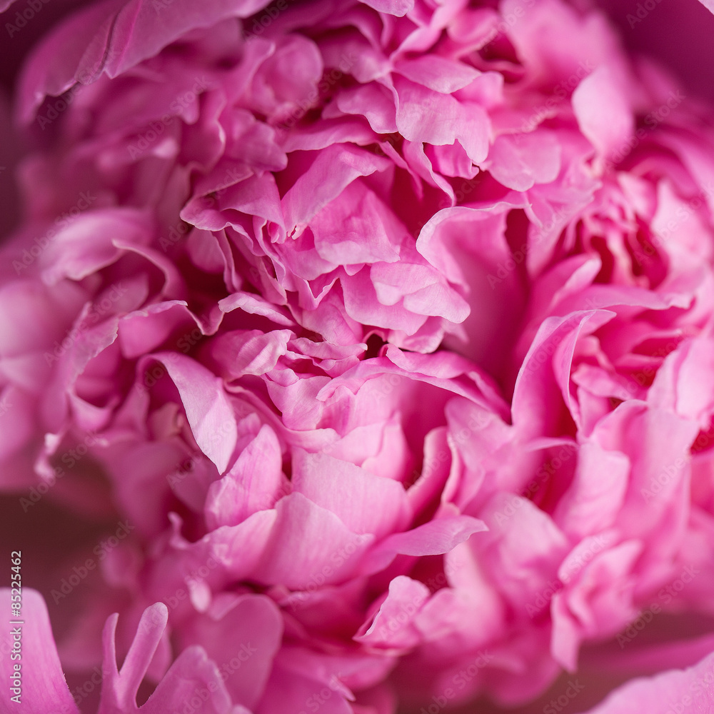 pink peony macro photo