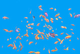 shoal of exotic fishes Anthias in tropical sea , underwater