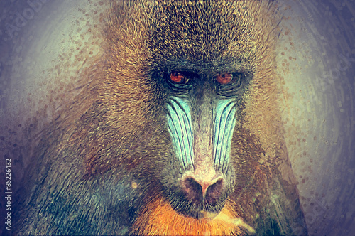 Sketch of the adult mandrill. photo