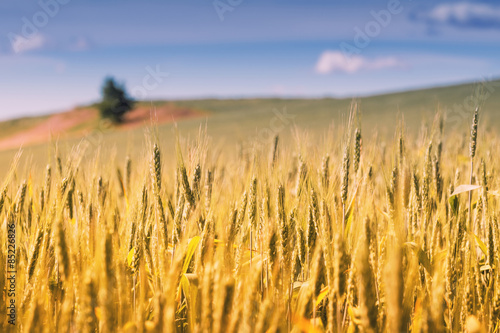 Field covered with wheat.