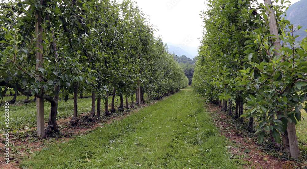 large orchard with Apple trees in the mountains of Italy large orchard with Apple trees in the mountains of Italy