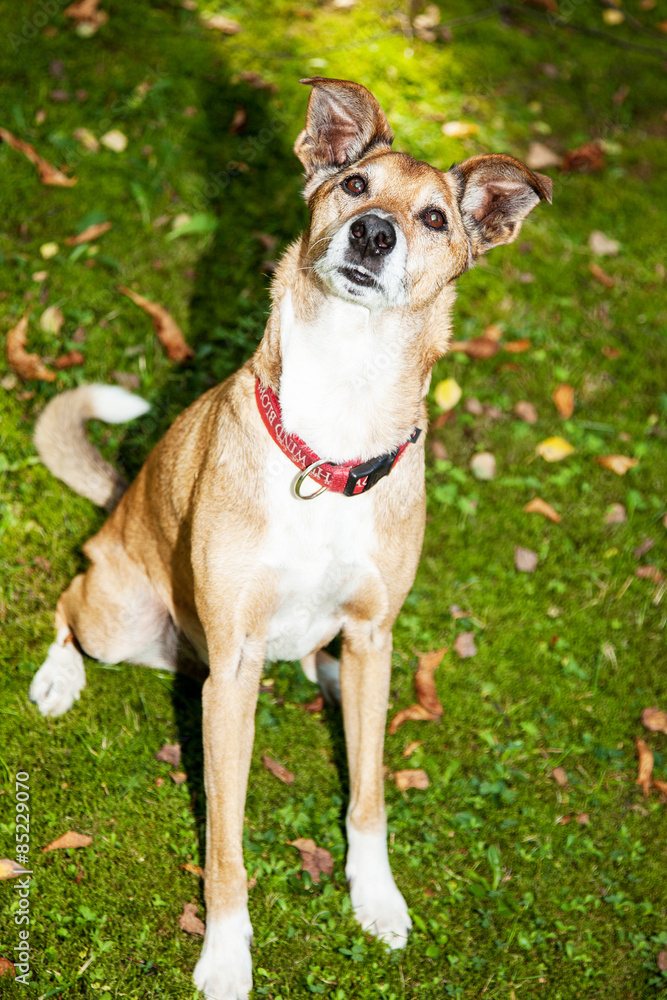 Dog on autumnal meadow Dog on autumnal meadow
