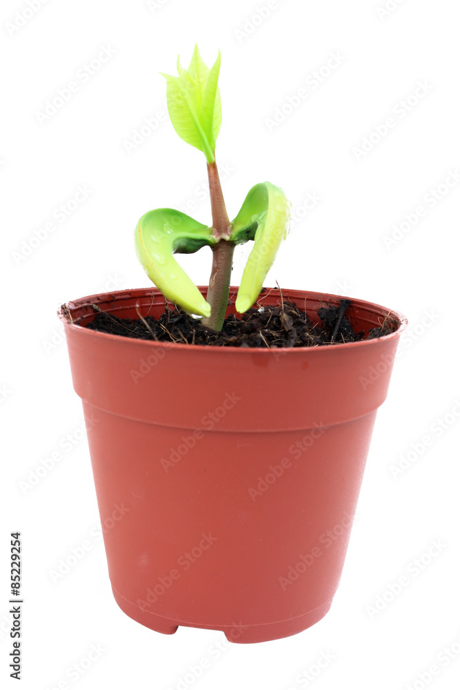 a little tree in pot on white background. a little tree in pot on white background.