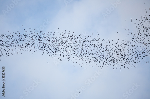 Bats flying in gunung mulu national park