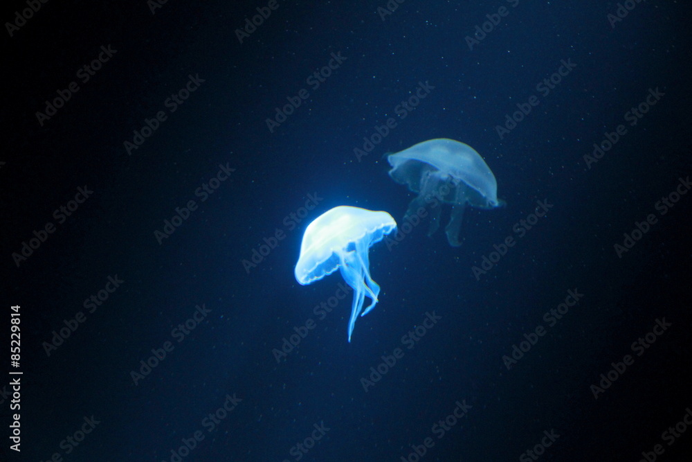 Naklejka premium A beautiful jellyfish dancing in glow in Sea Life London Aquarium, England.