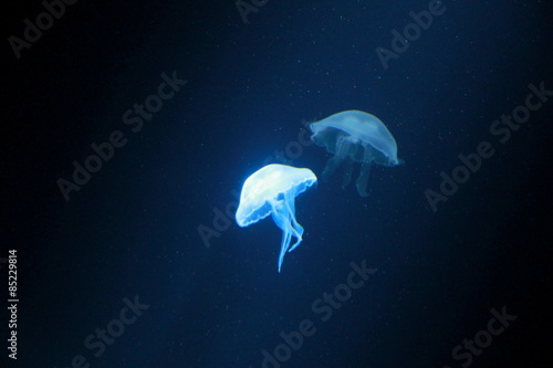 A beautiful jellyfish dancing in glow in Sea Life London Aquarium, England.