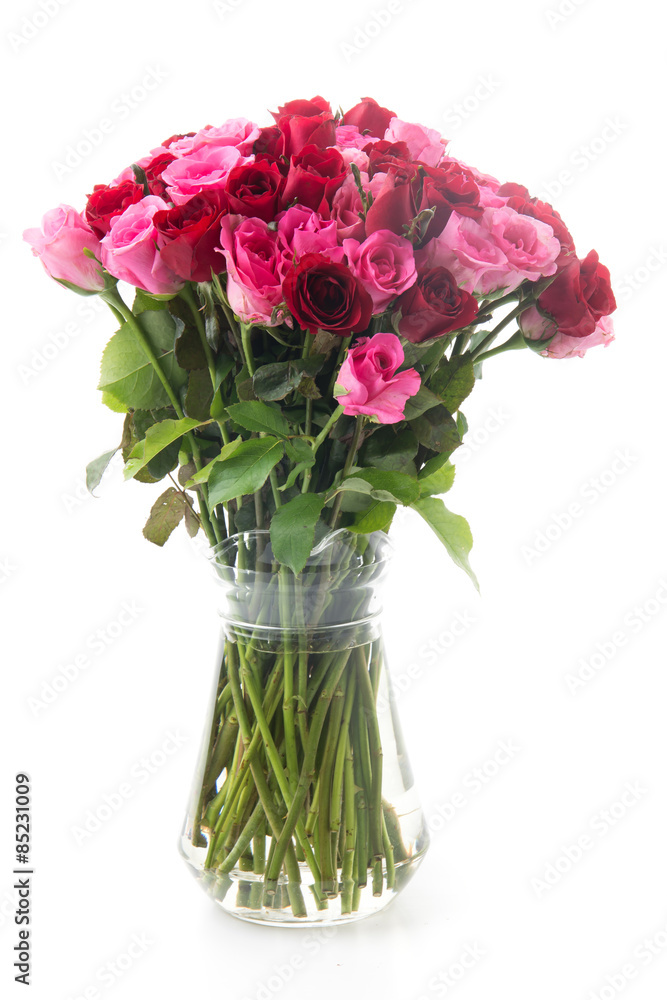 pink and red rose pink and red rose