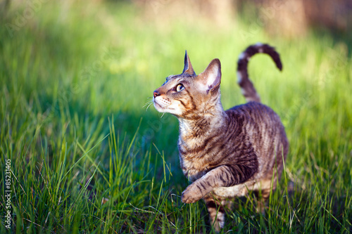 Fototapeta Naklejka Na Ścianę i Meble -  Cornish Rex cat