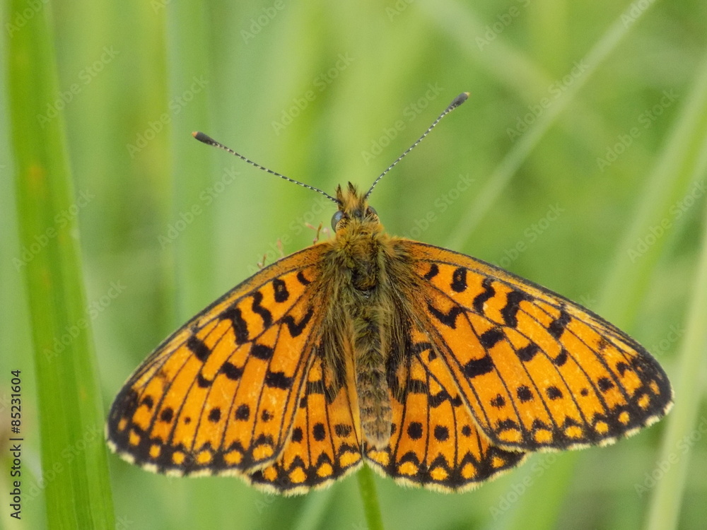 Obraz premium Butterfly