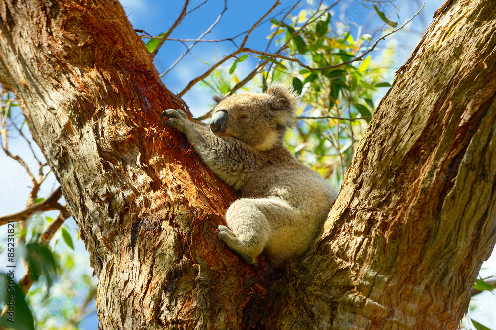 Fototapeta premium Wild Koalas along Great Ocean Road, Victoria, Australia