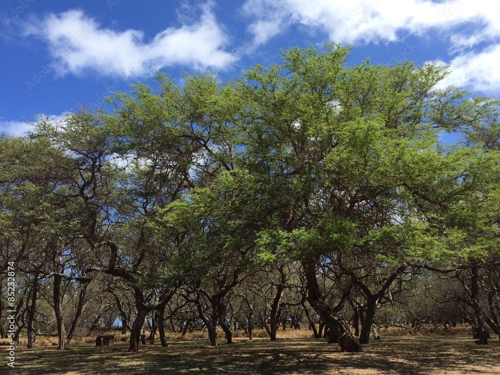 Fototapeta premium Kiawe trees in Hawaii
