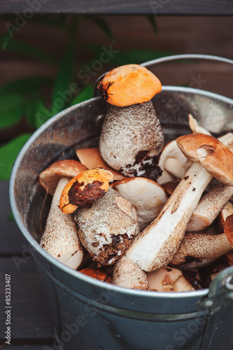 fresh wild edible mushrooms gathered in can