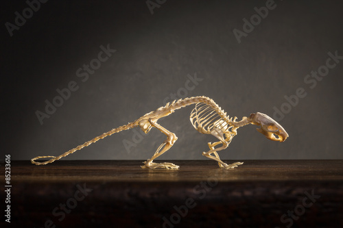 Skeleton of rat on the table