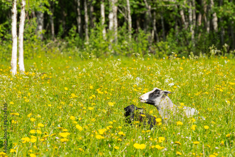 Obraz premium Finnsheeps in a meadow on a beautiful summer day