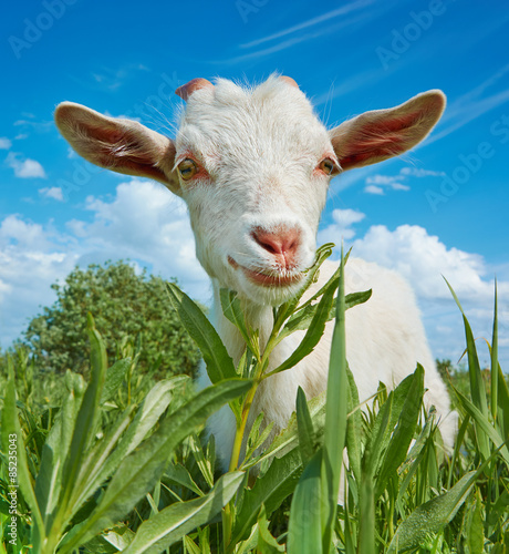 White goat in the pasture