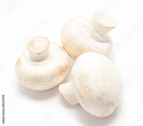 Champignon mushroom white agaricus