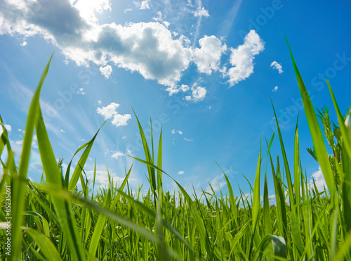 Grass and sky