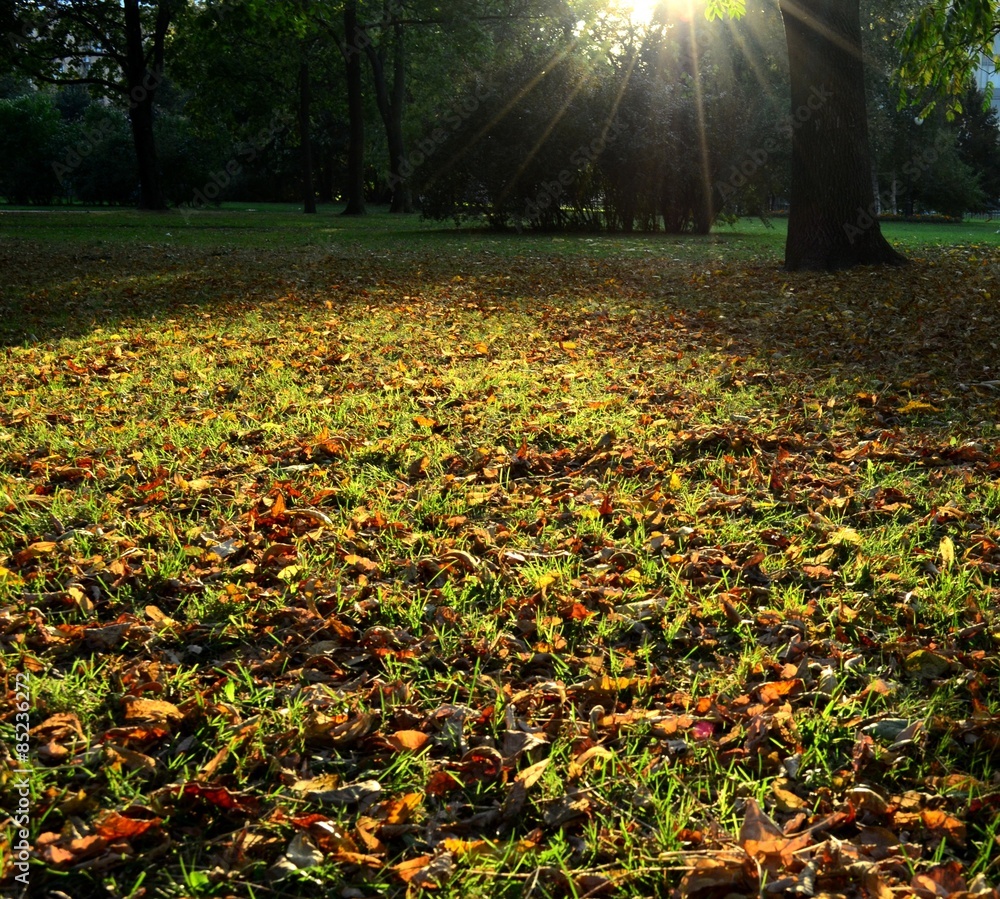 Obraz premium солнечная поляна