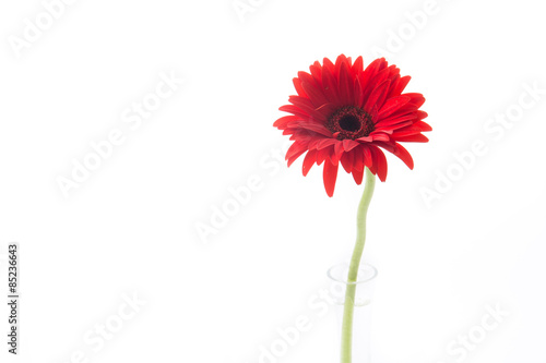 red gerbera