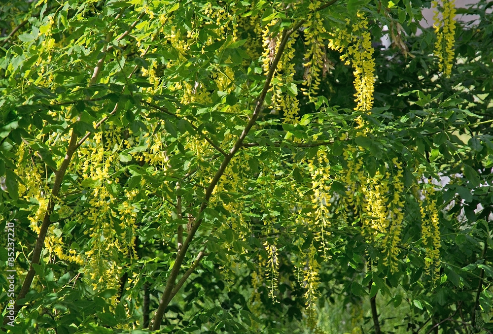 Laburnum yellow flowers