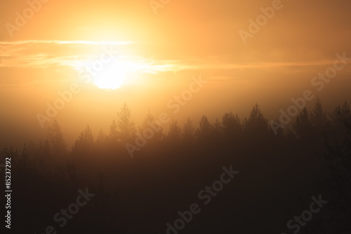 Sunrise over forest