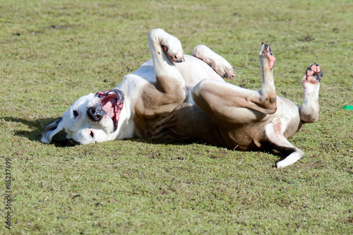 Mastiff dog rolling over on grass