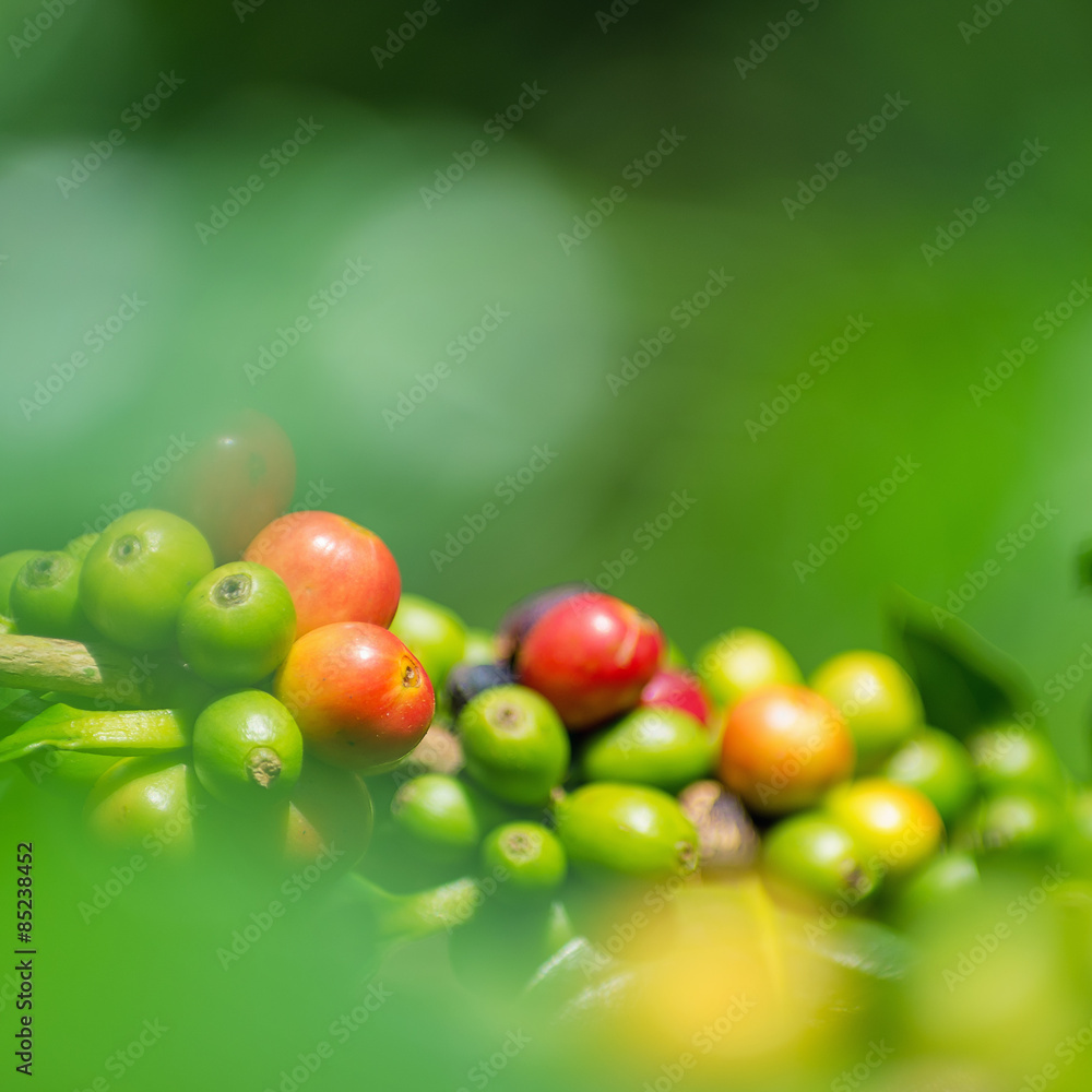 Fruit coffee Fruit coffee