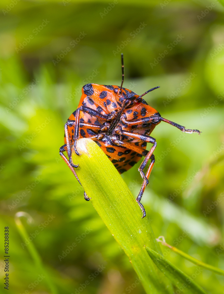 Graphosoma lineatum