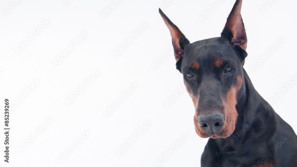 Dobermann pinscher sitting on white isolated background Dobermann pinscher sitting on white isolated background