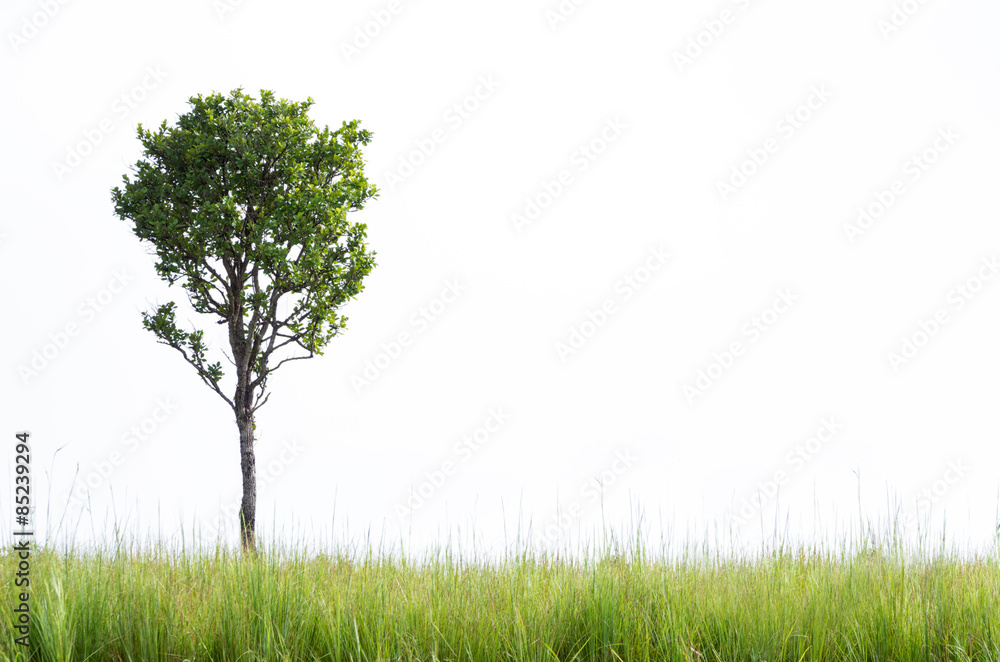 Naklejka Drzewo w zielonej trawie