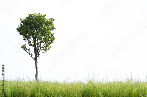 Tree in green grass