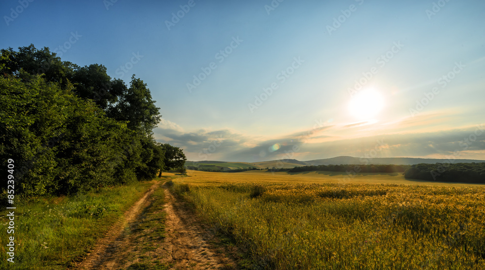 Obraz premium Trees and sunset on wheat field