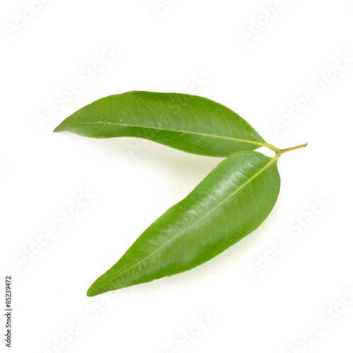 Lychee leaves isolate on white background