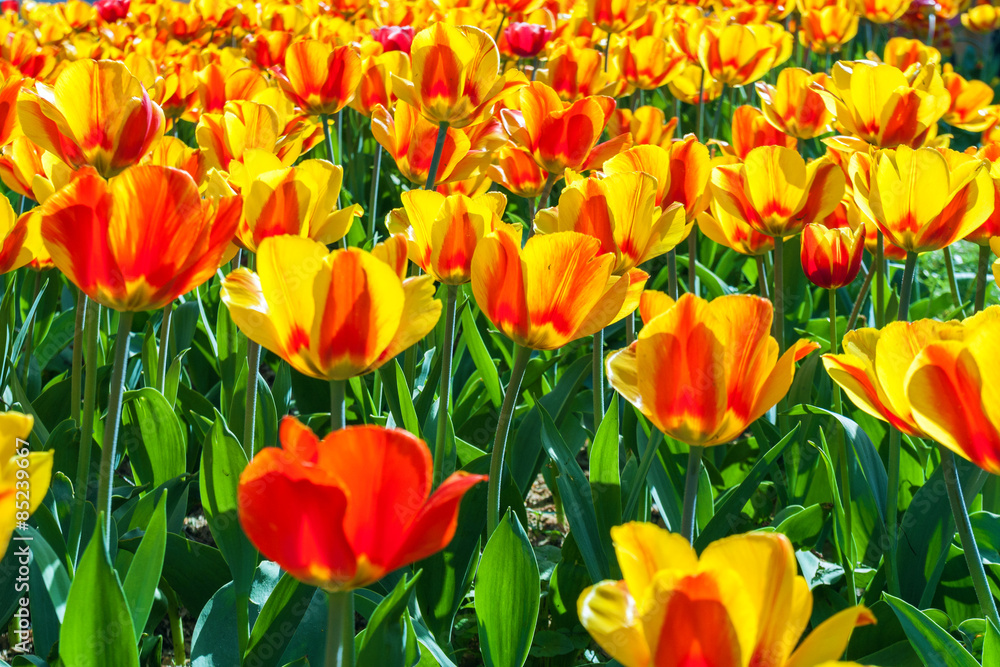 tulips in flower garden Kukenhof park, Holland, Netherlands