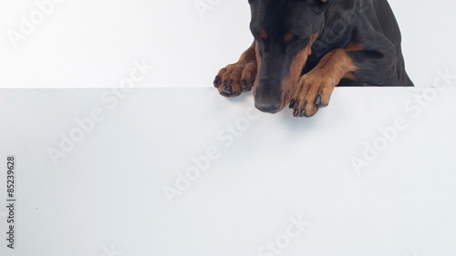 Dobermann pinscher peering out