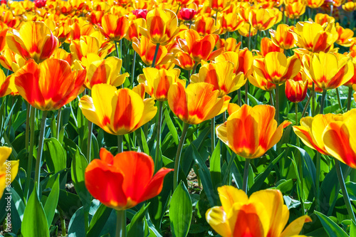 tulips in flower garden Kukenhof park  Holland  Netherlands