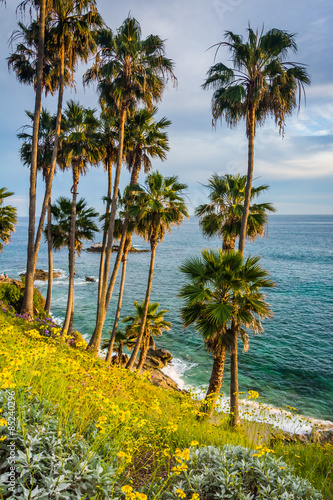 Palm trees and view of the Pacific Ocean  at Heisler Park  in La