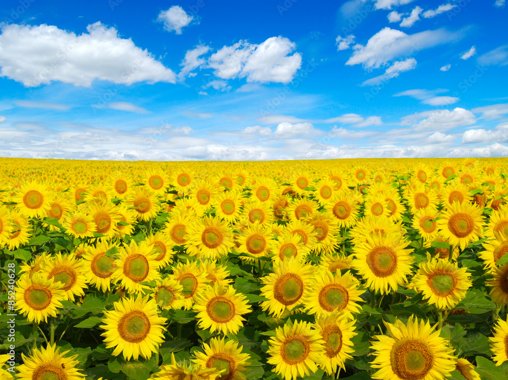 Obraz premium sunflowers field