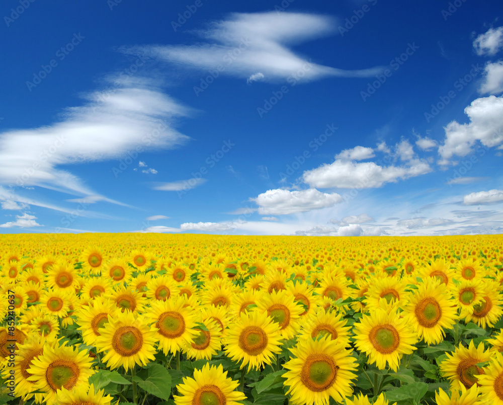 Fototapeta premium sunflowers field