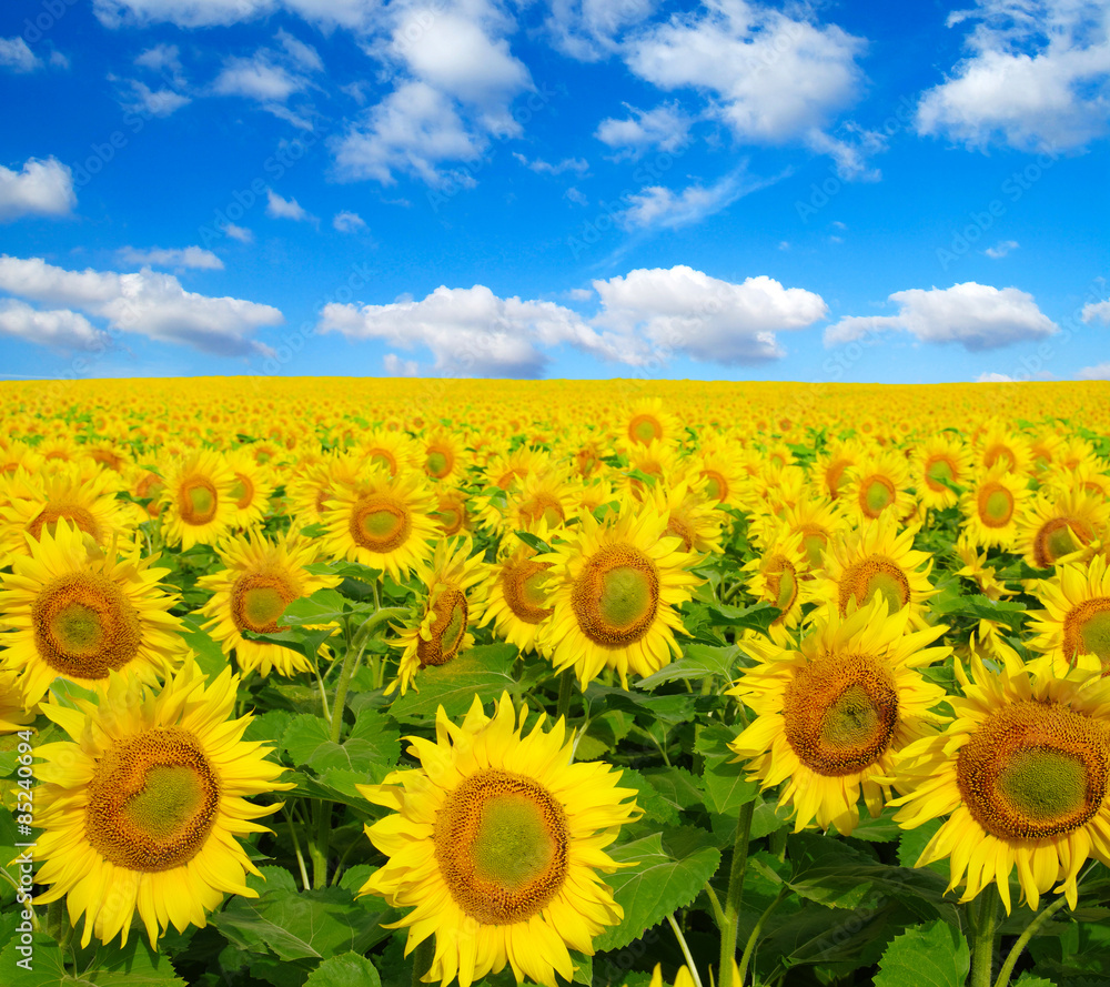 Fototapeta premium sunflowers field