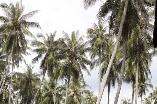 Coconut trees © ianjgavin
